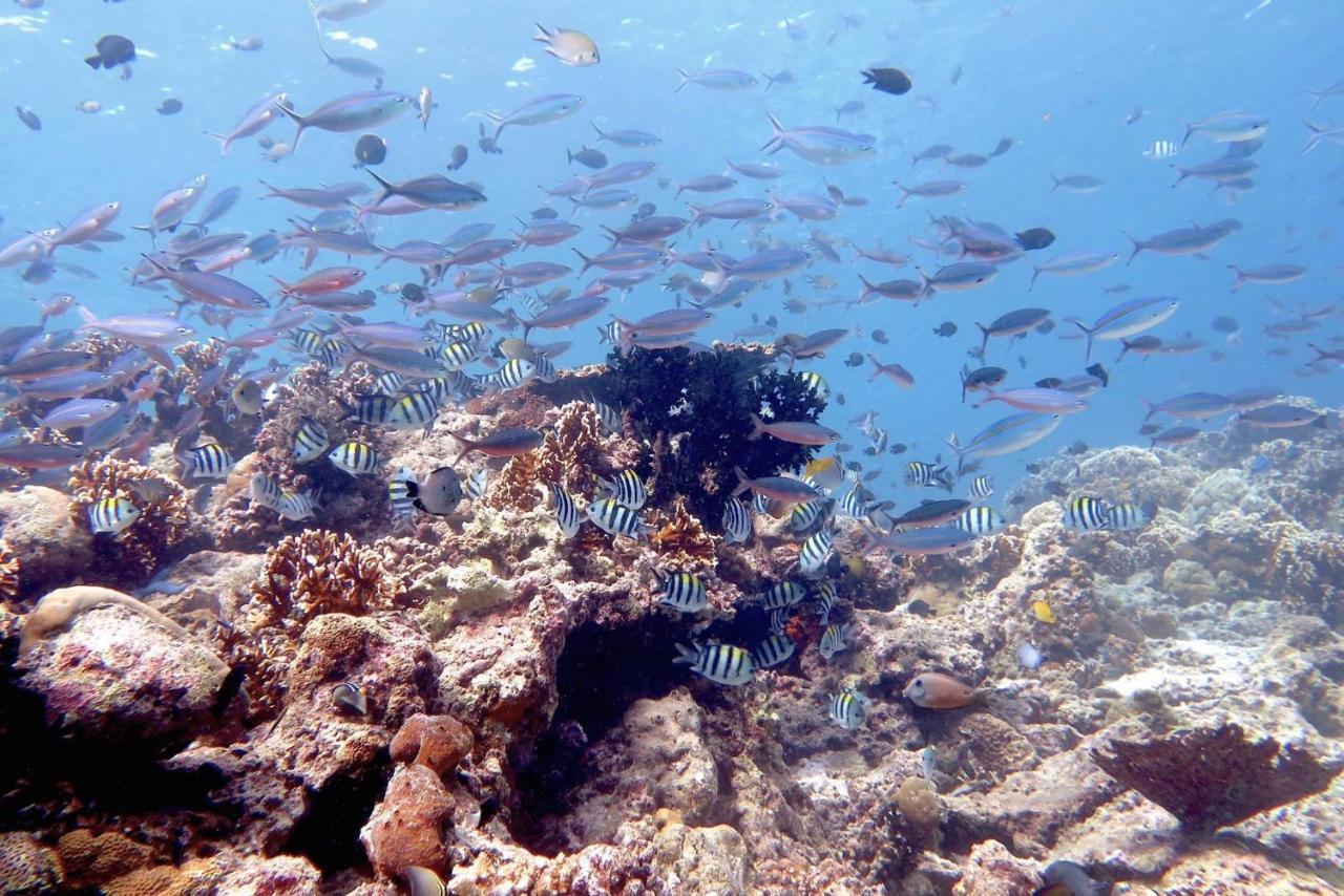 Maleo Moyo Hotel & Dive Resort Moyo Island Eksteriør billede